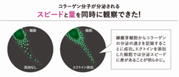 ファンケルエンリッチプラスに使用されている成分のエクトインを添加した細胞（右）と、添加しない細胞（左）を観察した写真で、緑色の粒でコラーゲンの量を表しています。エクトインを添加した細胞の方が緑色の粒の量が多く、分泌のスピードに差があることが明らかに観察できた画像です