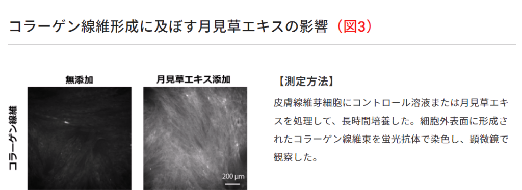 ファンケルエンリッチプラスに使用されている成分の月見草エキスがコラーゲン線維形成に及ぼす影響を顕微鏡で観察した写真（左）無添加で黒い画像、（右）月見草エキス添加で、確認しやすいようにコラーゲン線維束を蛍光抗体で染色しているので、全体的に白くなっている画像。